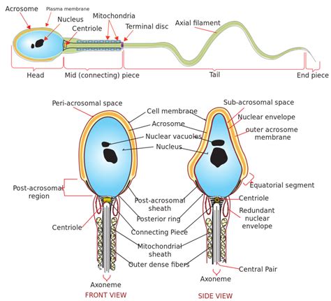 spermatozoide|Spermatozoa: Anatomy and function